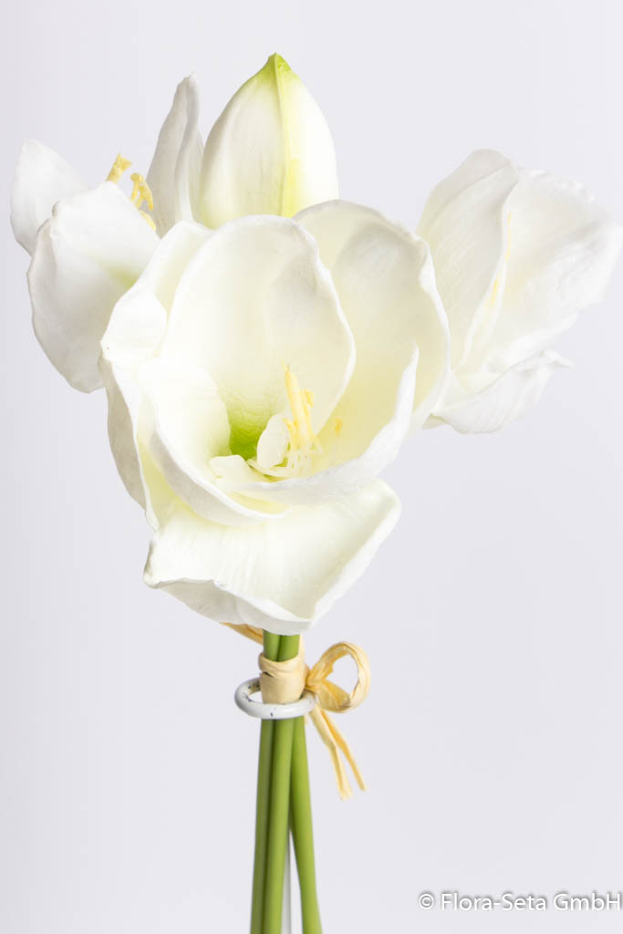 Amaryllis Bündel mit 3 Blüten und 1 Knospe Farbe: creme-weiß