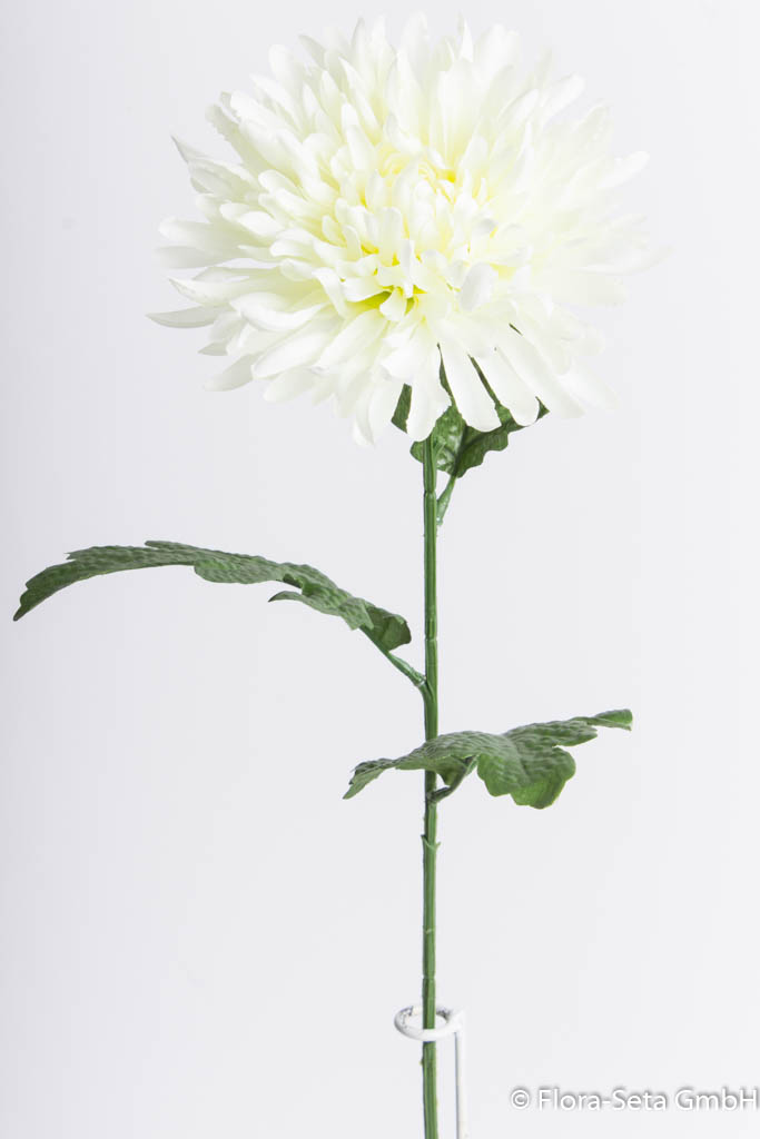Chrysantheme,  Farbe: creme-weiß