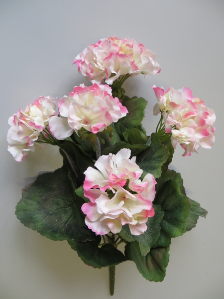 Geranienbusch stehend mit 5 Blütenköpfen Farbe:pink-creme