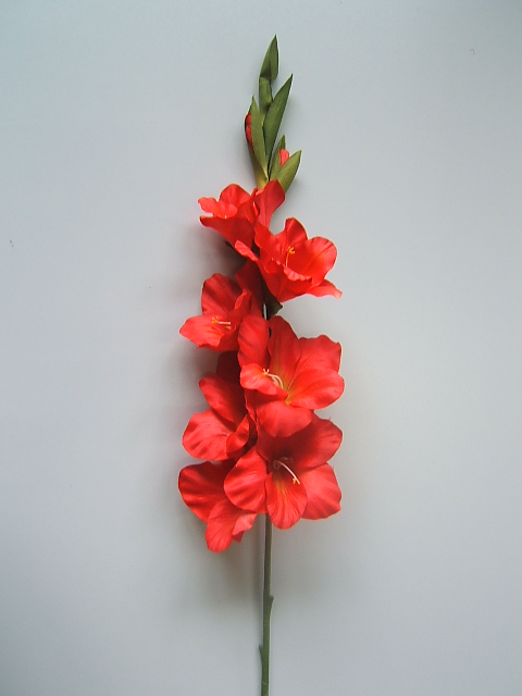 Gladiole mit 7 Blüten und 2 Knospen Farbe:rot