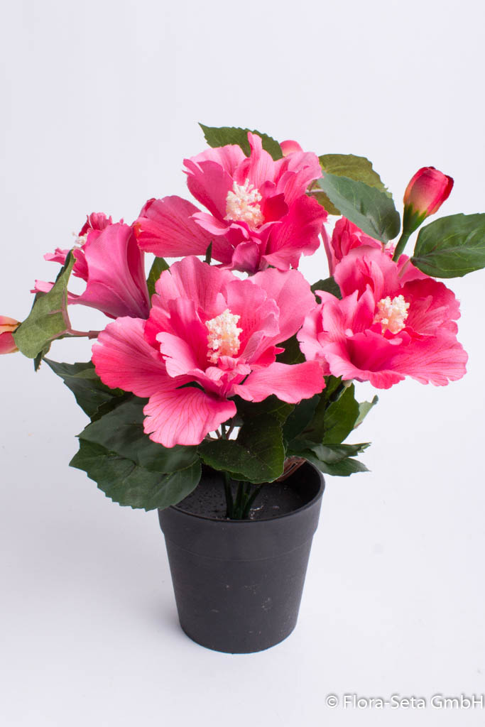 Hibiskus mit 5 Blütenköpfen im schwarzen Kunststofftopf Farbe: pink