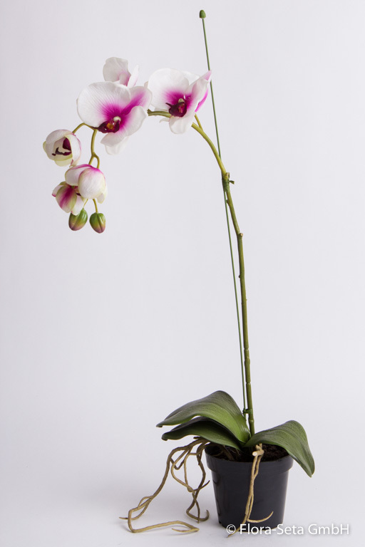 Orchidee Phalaenopsis mit 7 Blüten und 2 Knospen im schwarzen Kunststofftopf Farbe: weiß-pink