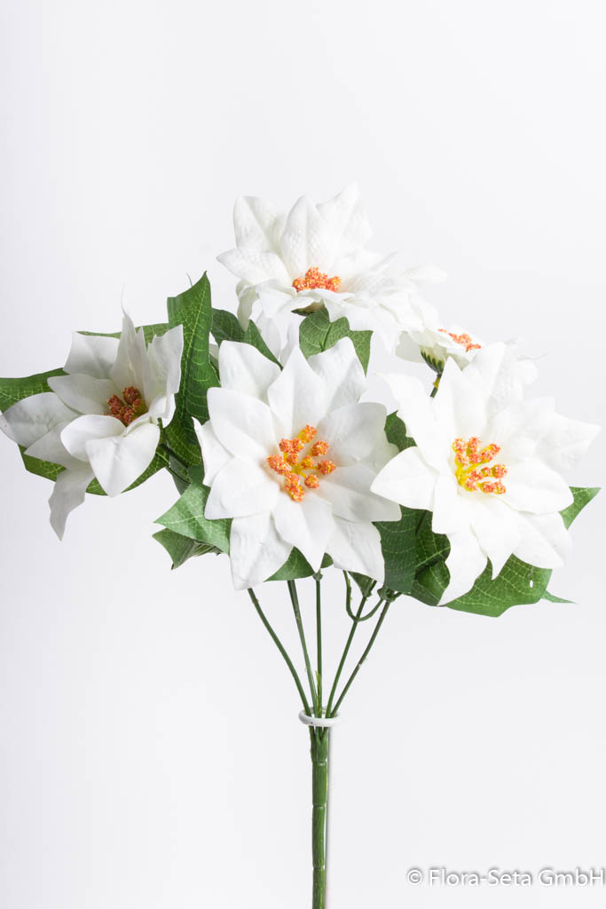 Poinsettienbusch mit 6 Blüten, samtig Farbe: creme-weiß