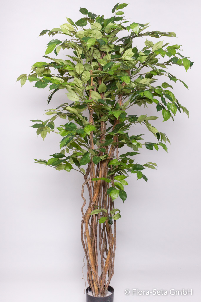 Ficus Benjamini im Kunststofftopf mit ca. 1008 Blättern, Höhe ca. 170 cm Farbe:grün