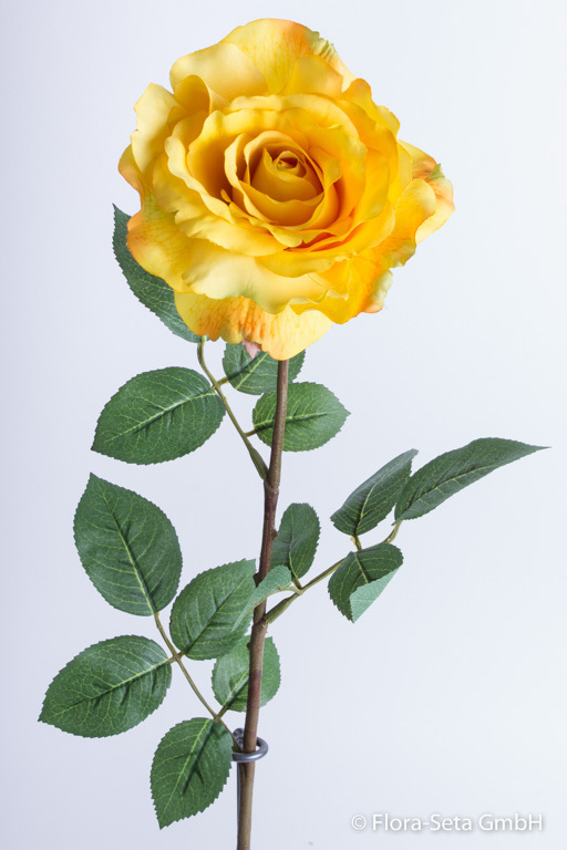 Rose Isabella mit 15 Blättern Farbe:gelb