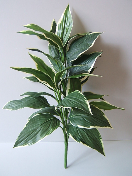 Hostapflanze Höhe: ca. 64 cm