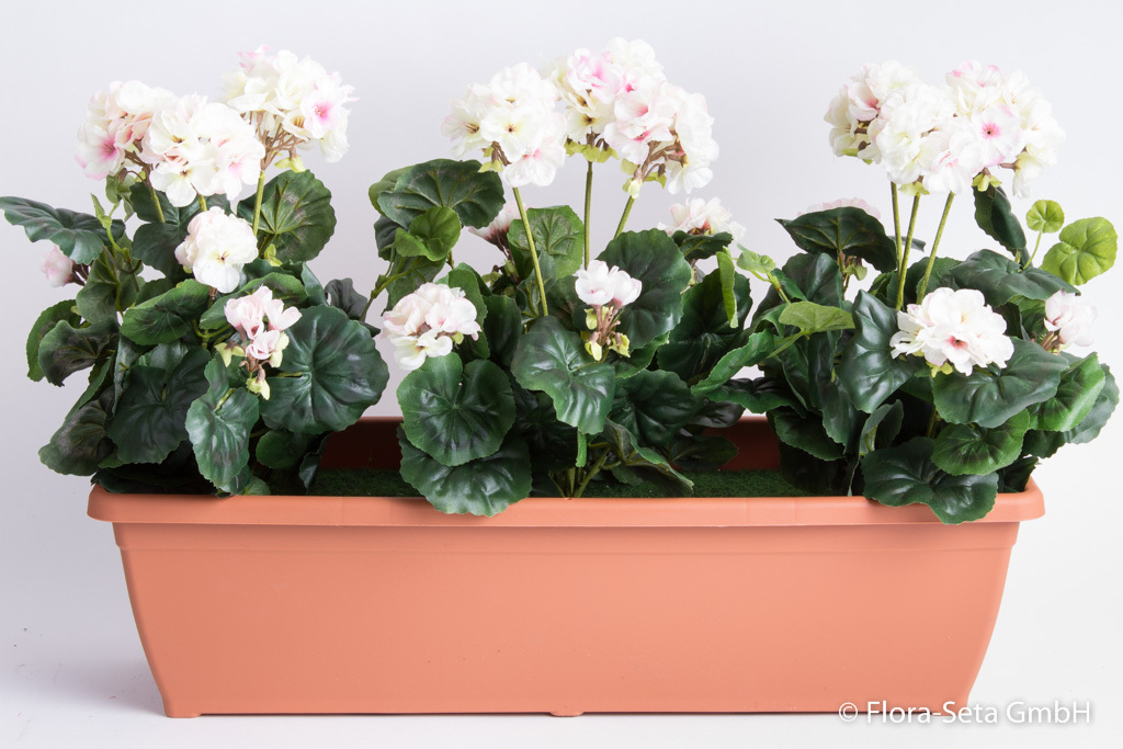 Geranien im terrakottafarbenen Kunststoff-Balkonkasten Toscana 60 cm getopft Farbe:creme-pink