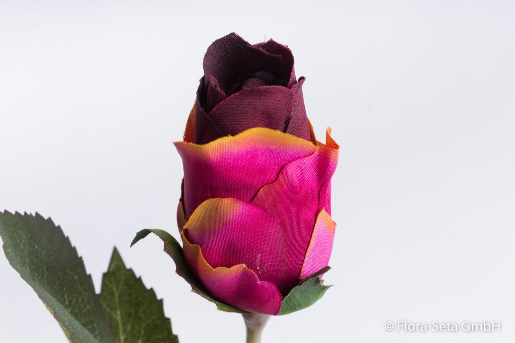 Rose halboffen Farbe: burgund-fuchsia mit gelblichen Spitzen