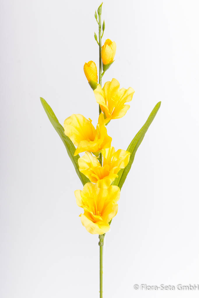 Gladiole mit 2 Blättern, Farbe: gelb