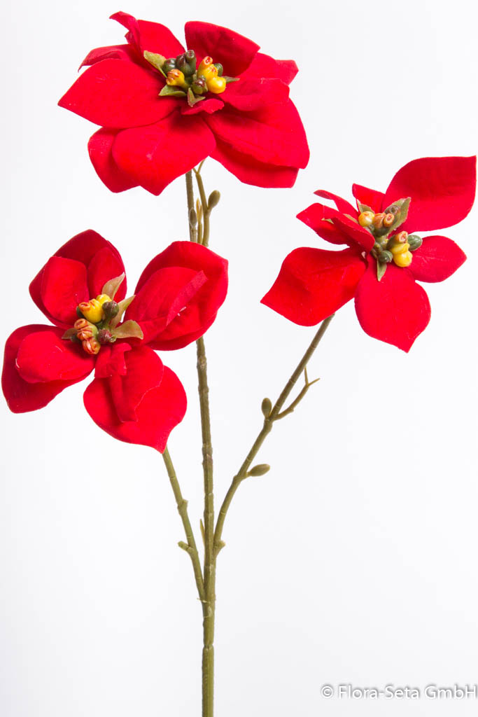 Poinsettie mit 3 Blüten, samtig Farbe: rot