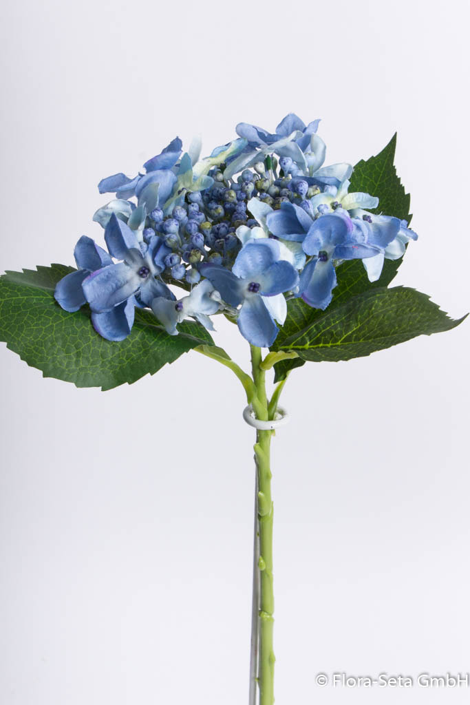 Hortensie mit Knospen und Blättern, Höhe ca. 43 cm, Farbe: blau-leicht creme