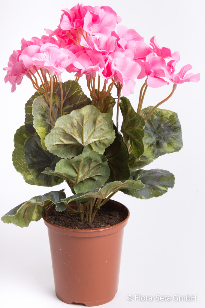Geranienbusch mit 7 Stielen und 3 kleinen und 4 größeren Blütenköpfen im Kunststofftopf Farbe: pink