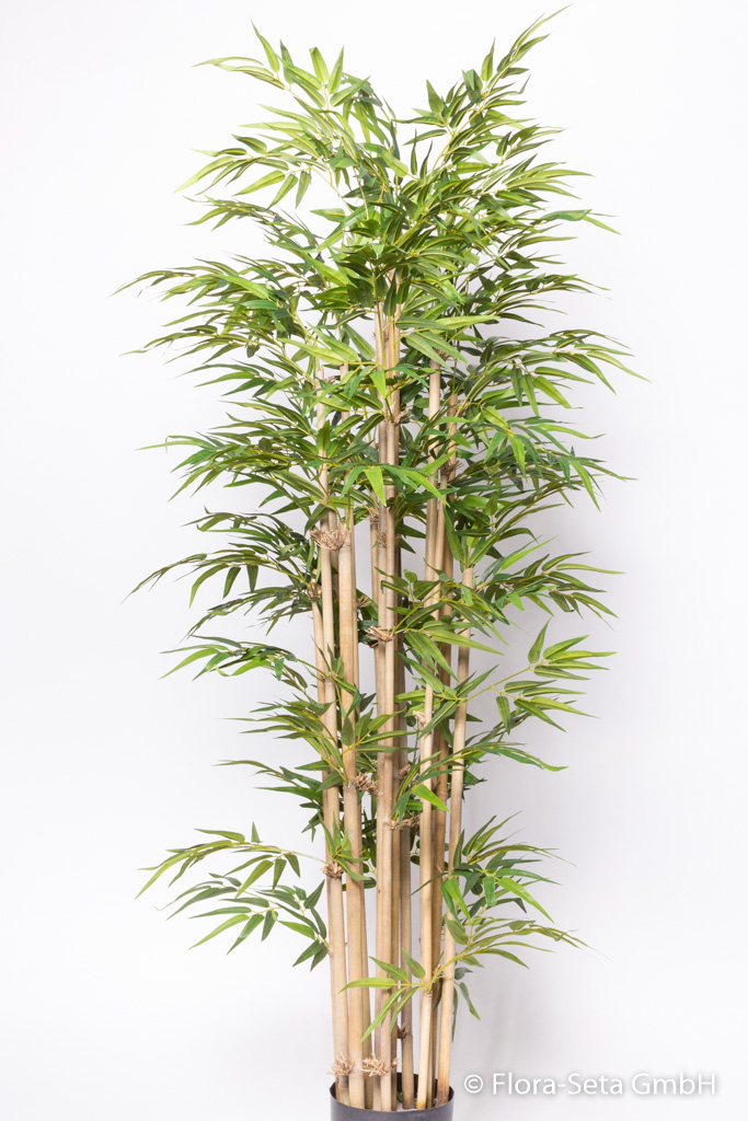 Bambus mit 15 Stielen im Kunststofftopf, Höhe ca. 175 cm