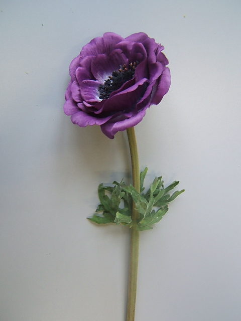 Anemone mit 4 Blättern Farbe:purple