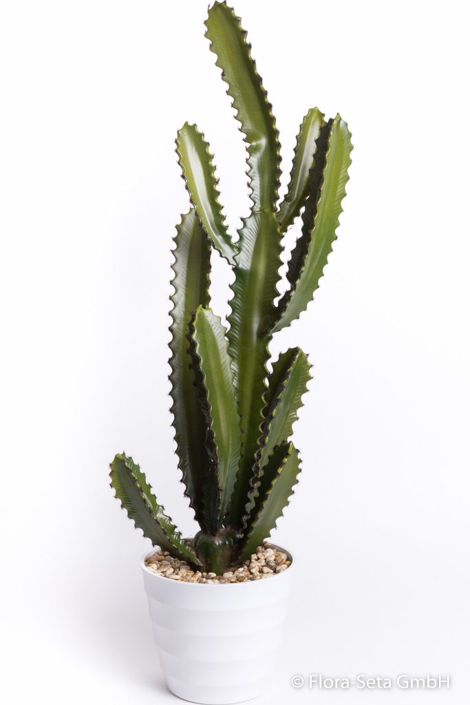 Kaktus in weißem Kunststofftopf