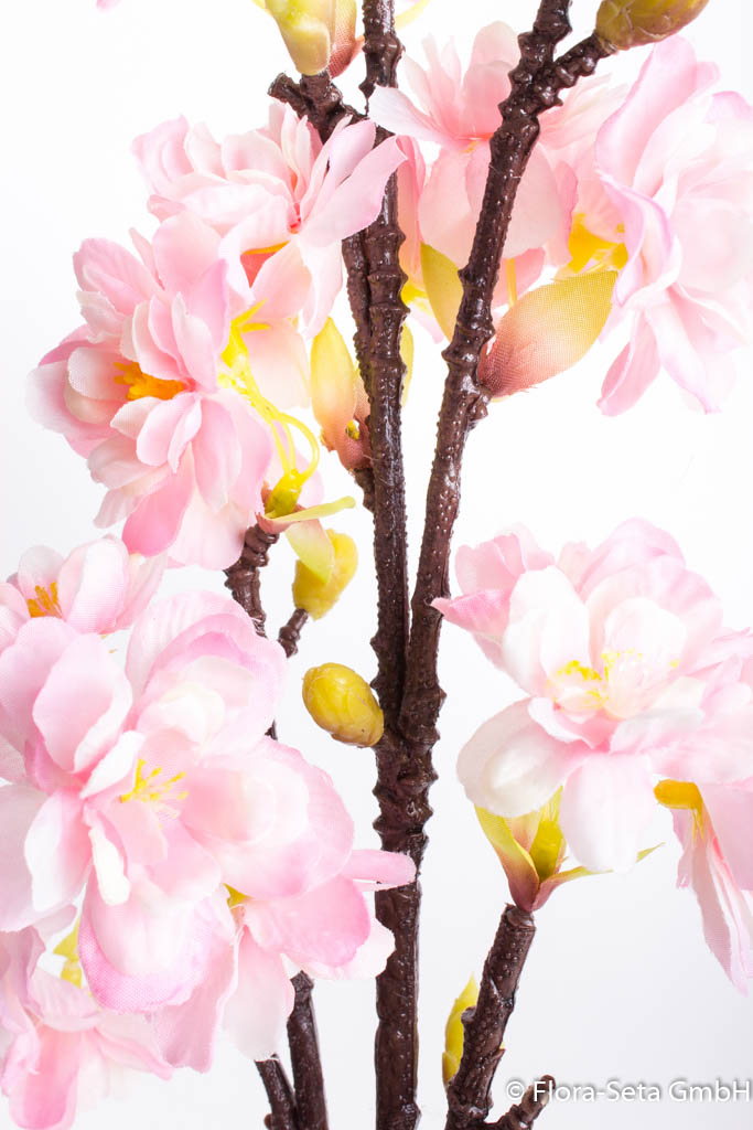 Kirschblütenzweig Farbe: creme-pink