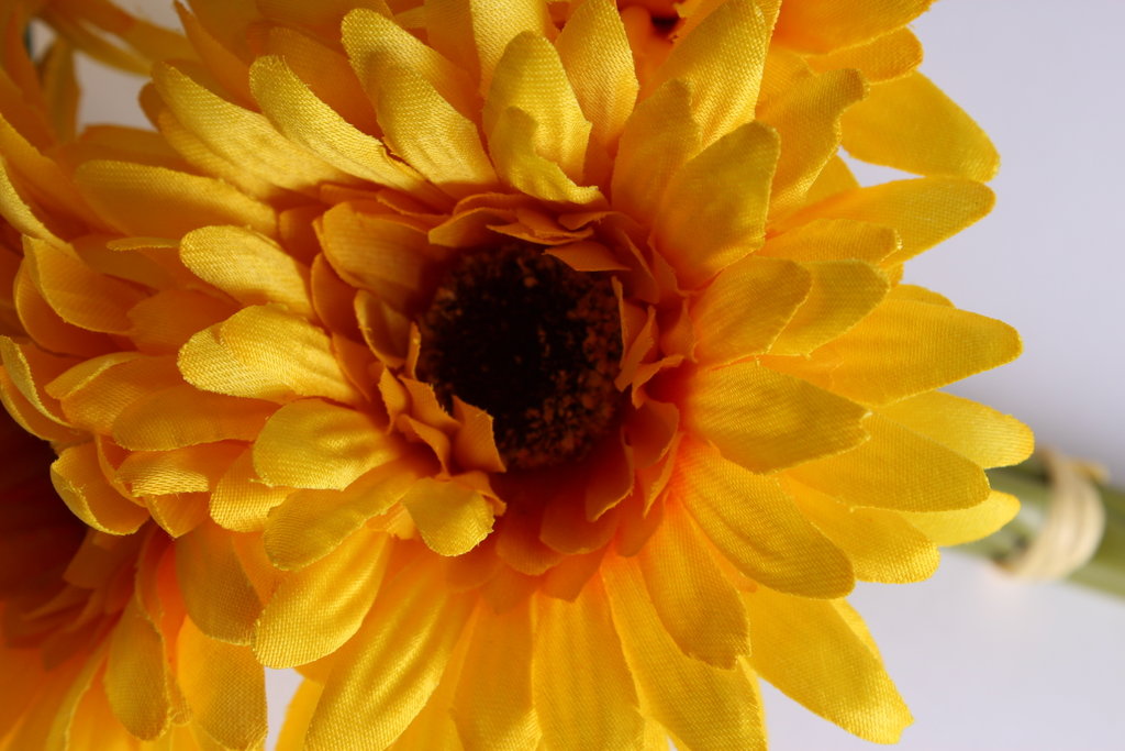 Gerberabündel mit 5 Blüten Farbe: gelb