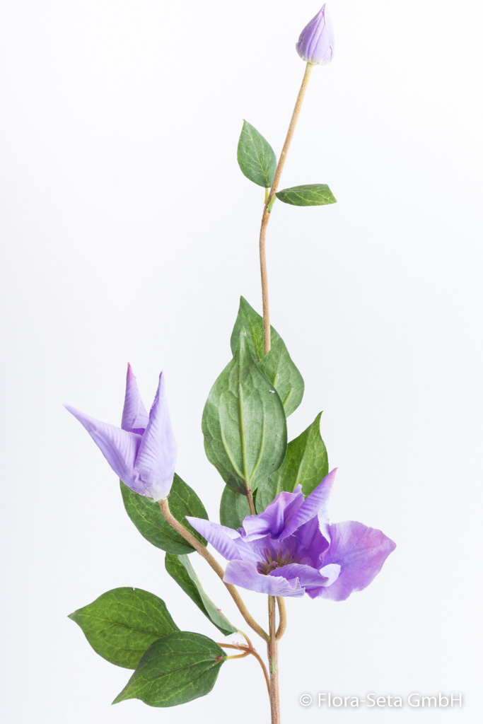 Clematiszweig mit 2 Blüten und 1 Knospe Farbe: lavendel