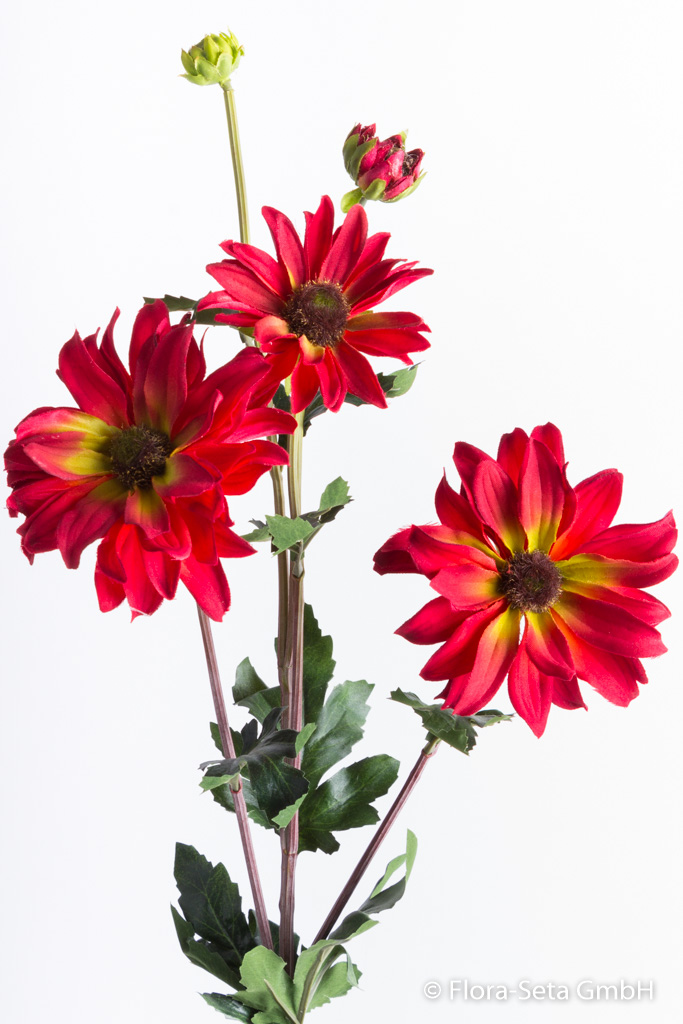 Rudbeckia (Sonnenhut) mit 3 Blüten und 2 Knospen Farbe: rot
