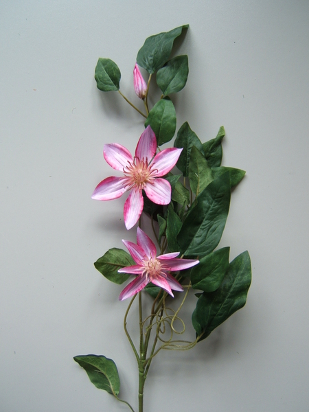 Clematiszweig mit 2 Blüten und 1 Knospe Farbe:hellpink-dunkelpink