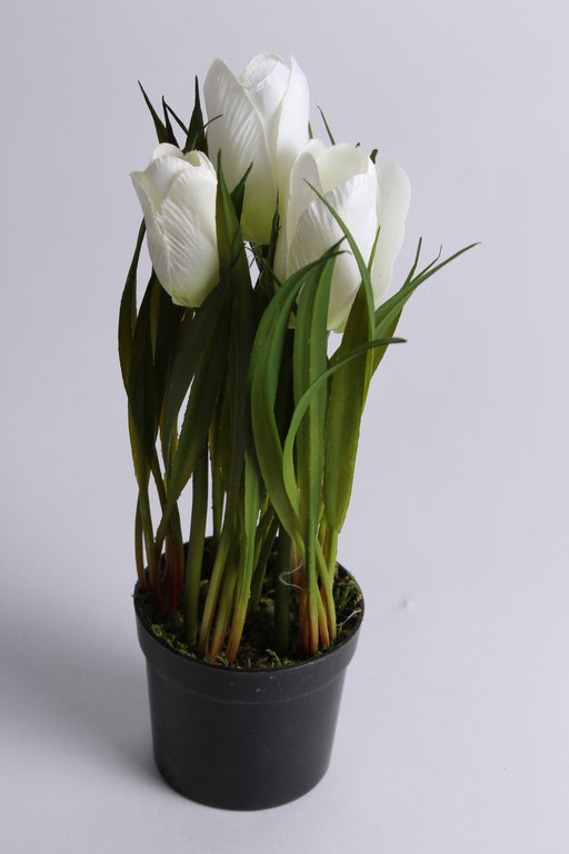 Tulpenbusch mit Gras und 3 Blüten in schwarzem Kunststofftopf Farbe: creme-weiß