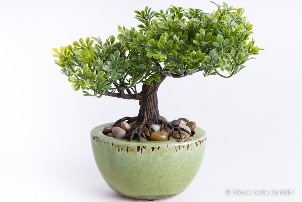 Ficus-Mini-Bonsai in grüner ovaler Keramikschale