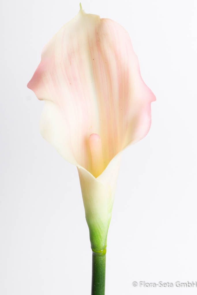 Calla "real touch" Farbe: creme-pink