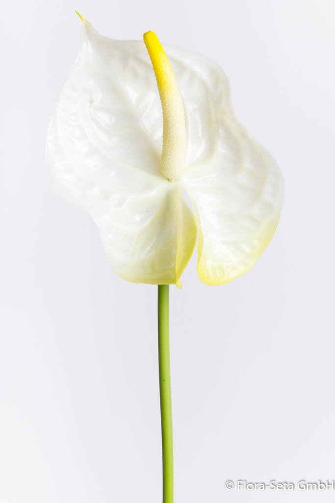 Anthurie Farbe: weiß - leicht gelb