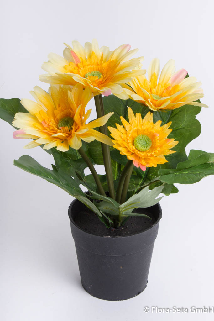 Gerbera mit 5 Blüten im Kunststofftopf Farbe: gelb