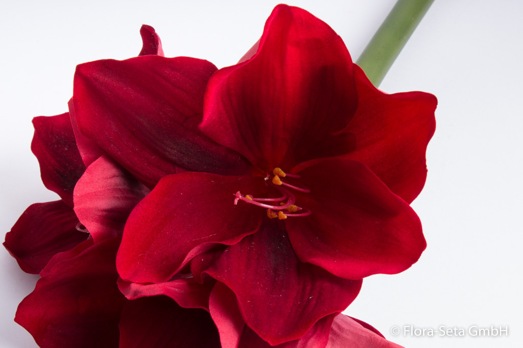 Amaryllis velvet mit 3 Blüten Farbe: rot