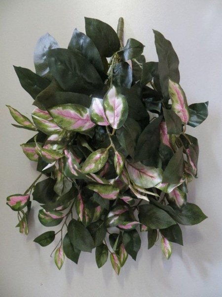 Hoya Hängebusch mit 12 Zweigen Farbe:grün-helllila