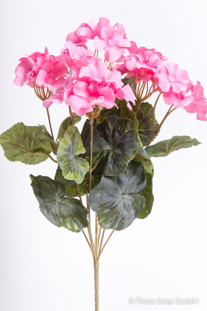 Geranienbusch mit 7 Stielen und 3 kleinen und 4 größeren Blütenköpfen Farbe: pink
