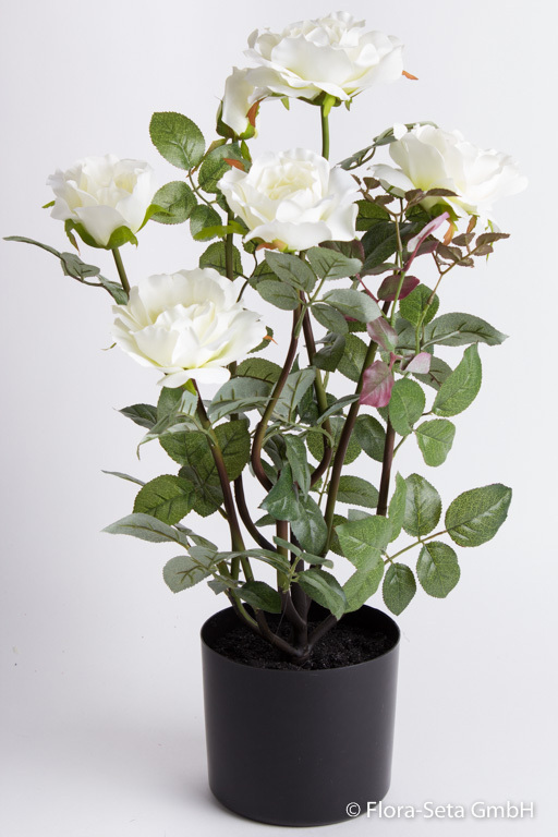 Rosenstock Vivaldi mit 5 Blüten und einer Knospe im schwarzen Kuststofftopf Farbe: creme-weiß
