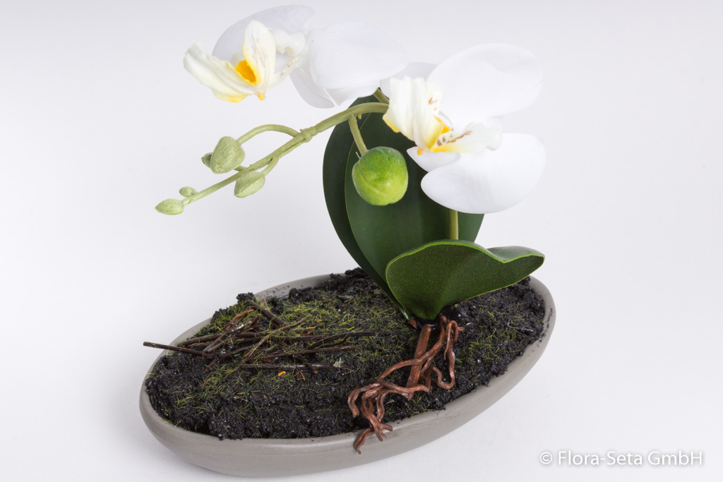 Orchidee Phalaenopsis in grauer Keramikschale Farbe: creme-weiß