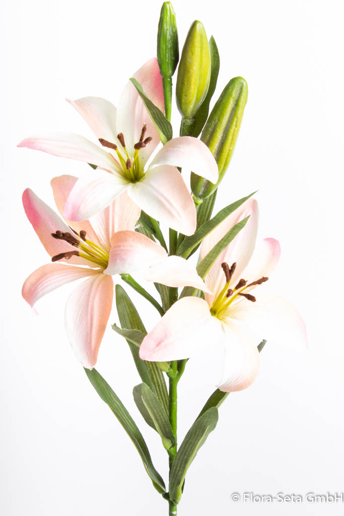 Lilie mit 3 Blüten und 3 Knospen, Farbe: creme-rosa
