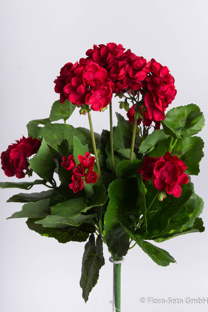 Geranienbusch mit 4 kleinen und 3 größeren Blütenköpfen Farbe: rot