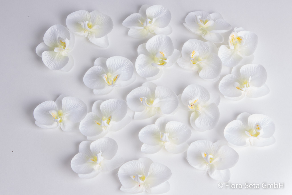 18 Orchideenblüten in Klarsichtpackung Farbe: weiß mit gelber Mitte