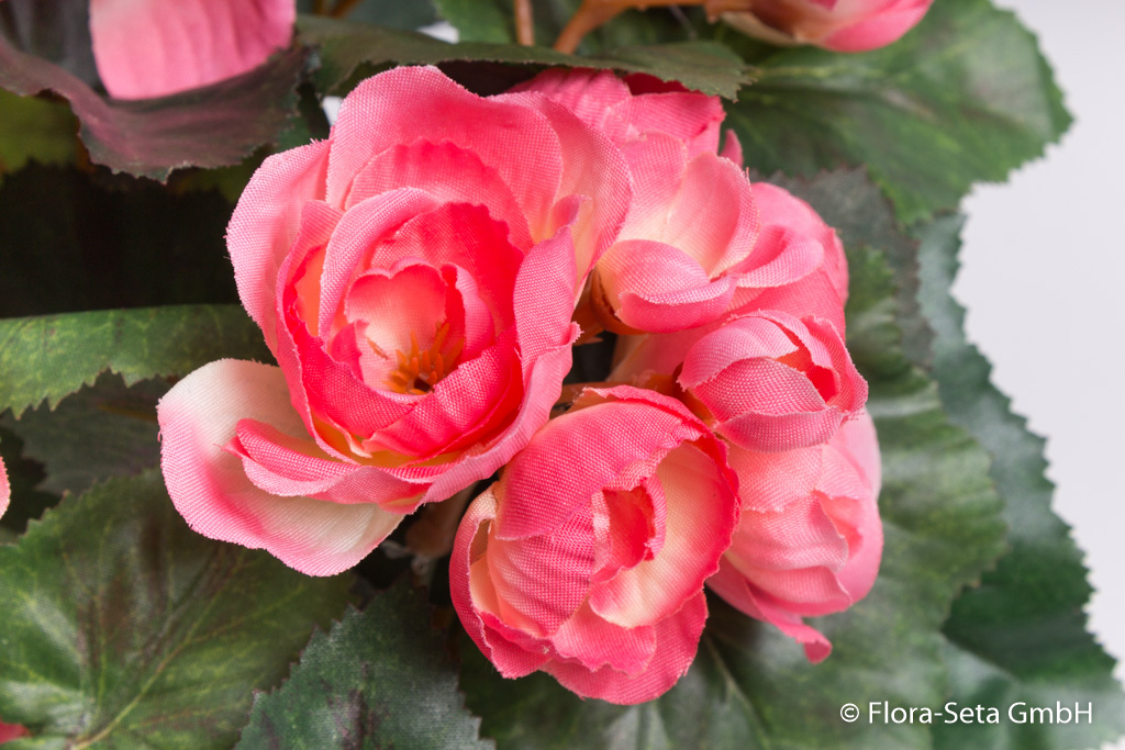 Begonienbusch mit 9 Stielen und 42 Blüten/Knospen im Kunststofftopf Farbe: pink-rosa