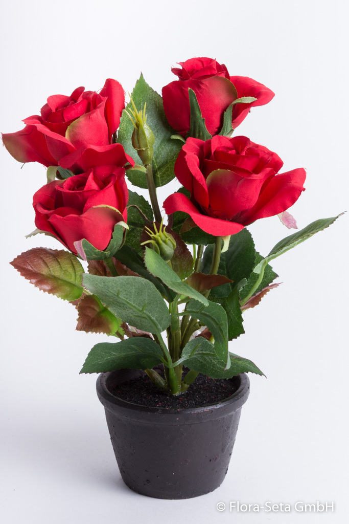 Rosenbusch mit 4 Rosen und 2 Knospen im schwarzen Tontopf Farbe: rot