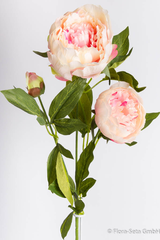 Pfingstrose mit 2 Blüten und 1 Knospe Farbe:pink