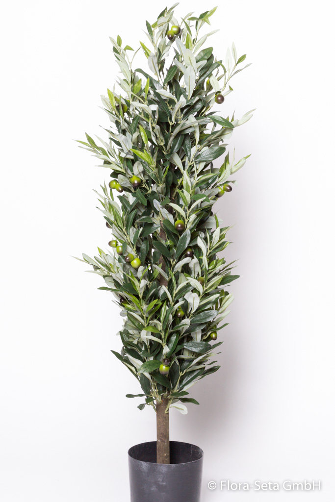 Olivenbaum Sienna mit Olivenfrüchten im Kunststofftopf (1 Einheit = 2 Stück)