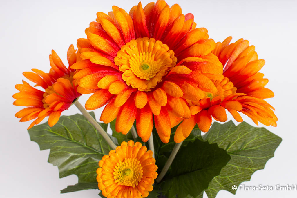 Gerbera mit 5 Blüten im schwarzen Kunststofftopf Farbe: orange