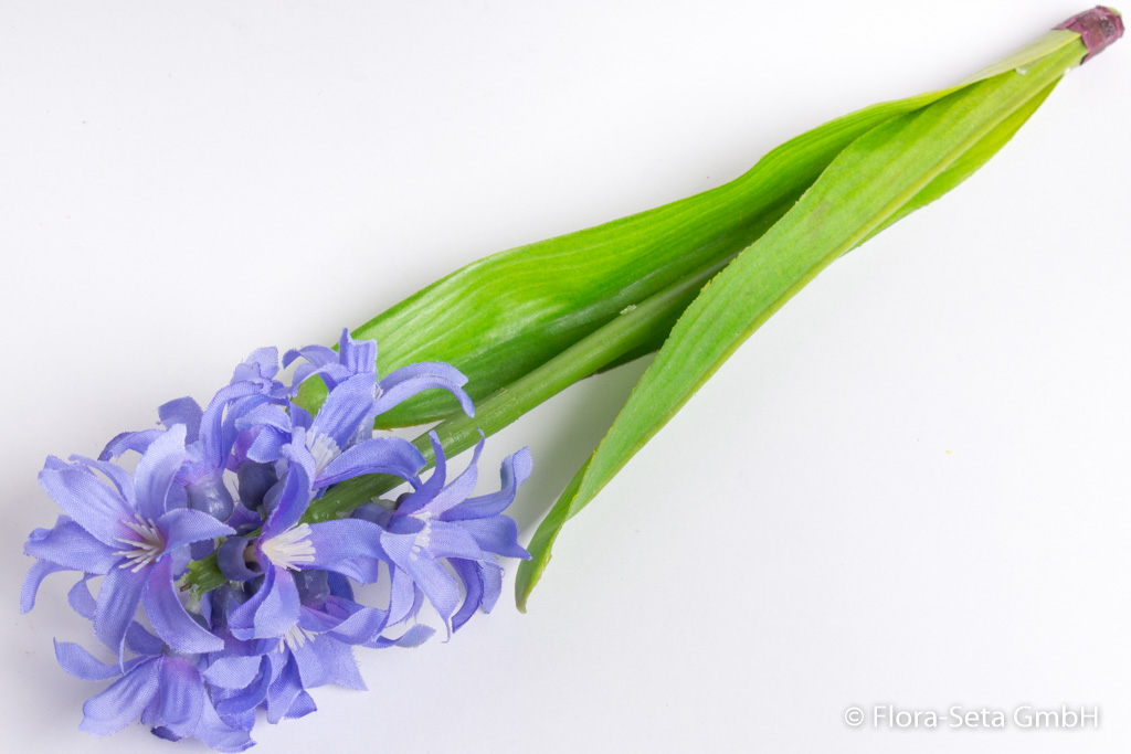 Hyazinthe mit 2 Blättern Farbe: hellblau-lila