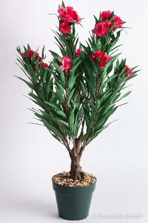 Oleanderbaum mit 9 pink-rotfarbenen Blüten