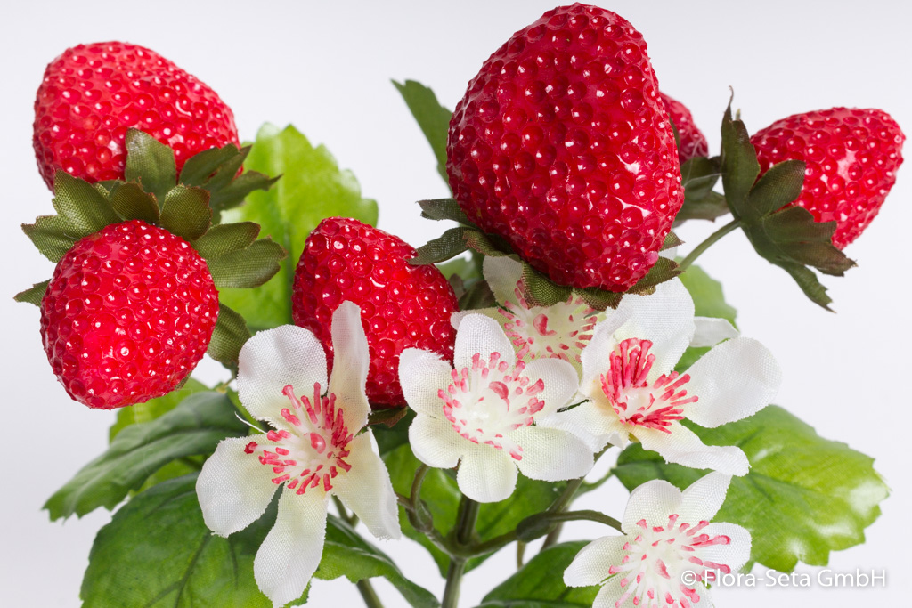 Erdbeerpflanze mit 6 Erdbeeren