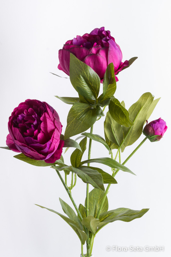 Pfingstrose mit 2 Blüten und 1 Knospe Farbe: purple