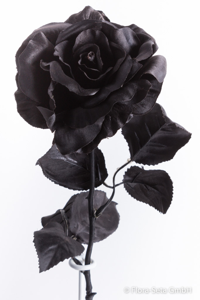 Rose Farbe: schwarz