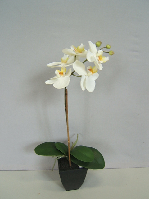 Orchidee Phalaenopsis mit 4 Blüten,4 Blättern,Luftwurzeln,in dunkelbr.Kunststofftopf Farbe:cr.-weiß