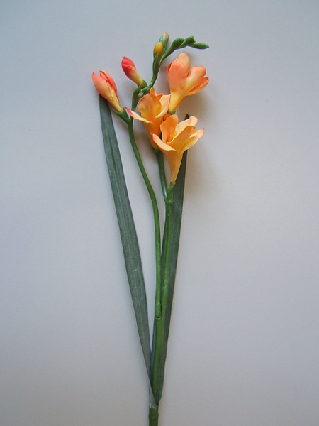 Freesie mit 3 Blüten, 2 Knospen und 2 Blättern Farbe:aprikot-gelb
