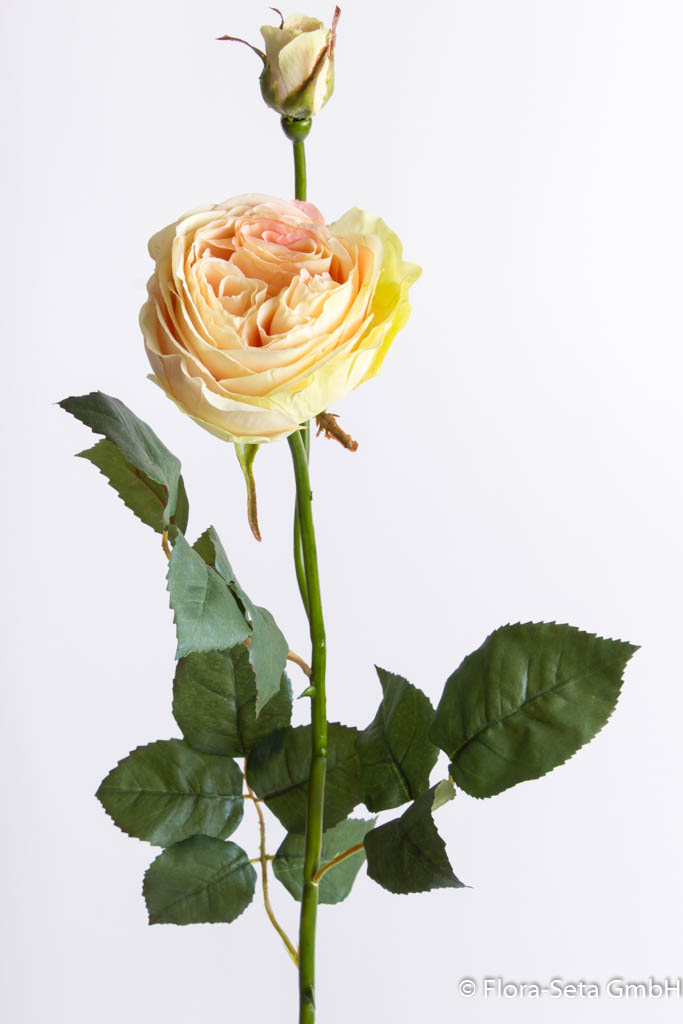 Rose Equador, langstielig mit einer Knospe Farbe: creme-leicht hellgrün